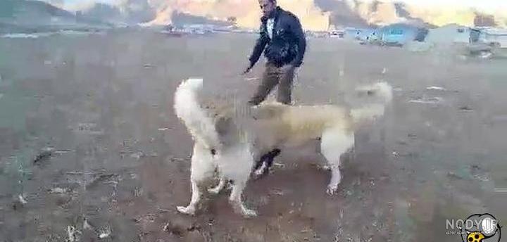 عکس سگ دعوای سرابی - عکس نودی