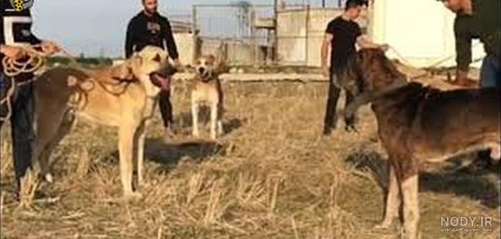عکس سگ دعوای سرابی - عکس نودی