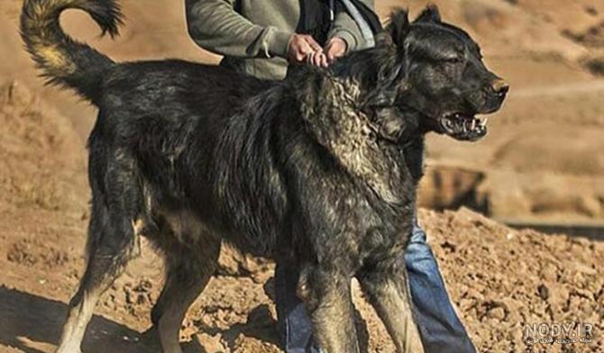 عکس سگ دعوای سرابی - عکس نودی