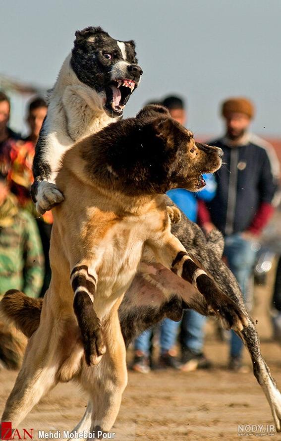 عکس سگ سرابی دعوا