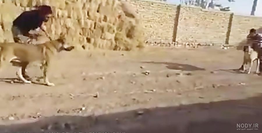 عکس سگ وحشی دعوا