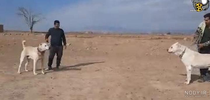 عکس فیلم دعوای سگ سرابی