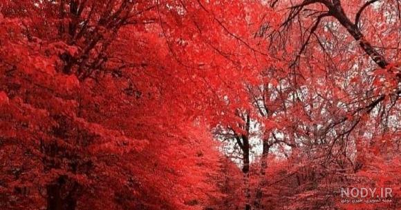 عکس پرچم ایران خونی عکس پرچم ایران خونی