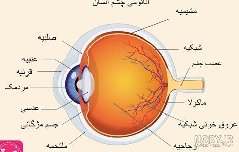 عکس چشم صفحه ۴۶ علوم پنجم - عکس نودی