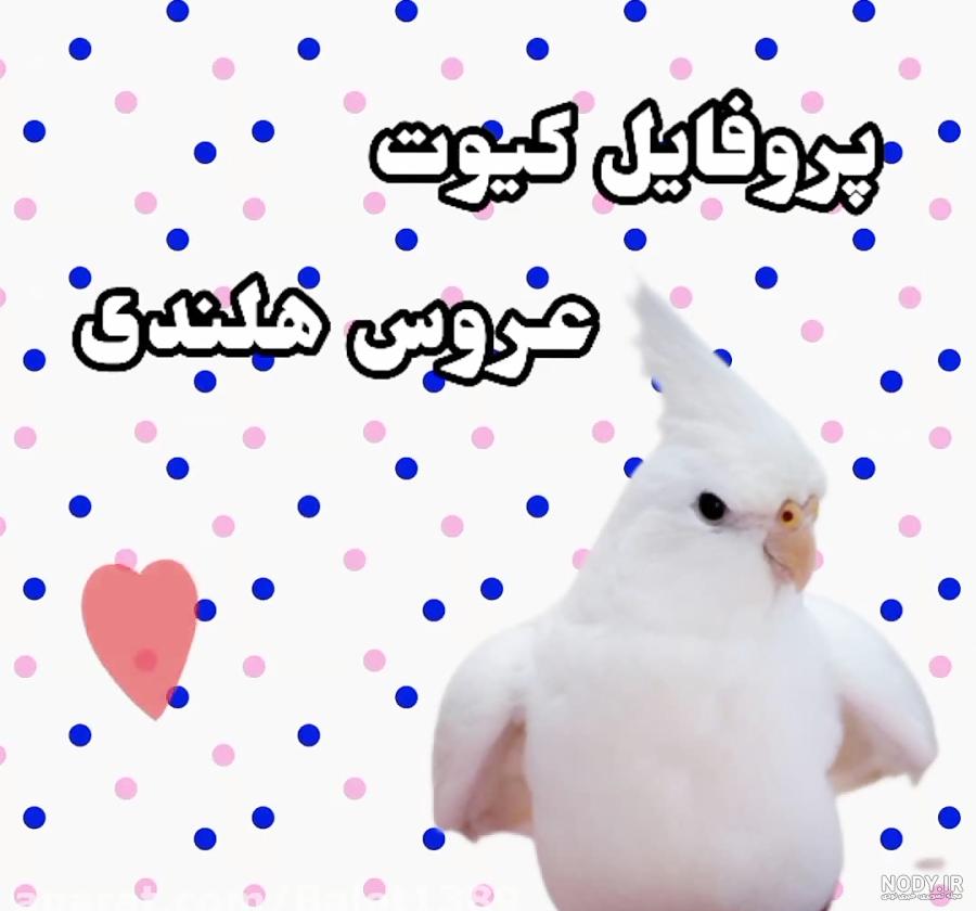 20 عکس طوطی ناز و کیوت (عکس توتی) » خوشگل و زیبا 20 عکس طوطی ناز و کیوت (عکس توتی) » خوشگل و زیبا