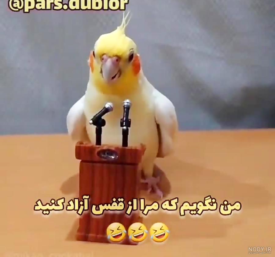 20 عکس طوطی ناز و کیوت (عکس توتی) » خوشگل و زیبا 20 عکس طوطی ناز و کیوت (عکس توتی) » خوشگل و زیبا