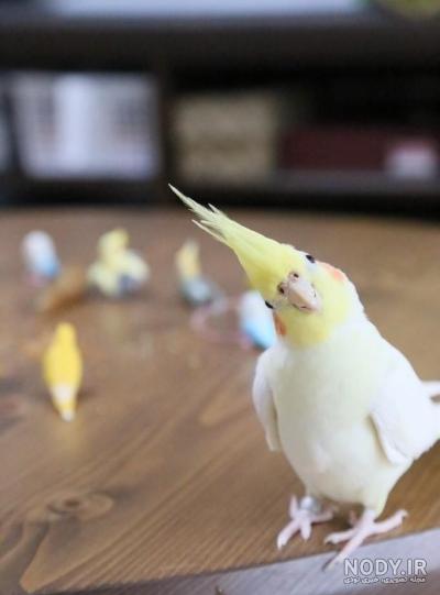 آموزش و نحوه نگهداری از عروس هلندی و طوطیسانان آموزش و نحوه نگهداری از عروس هلندی و طوطیسانان