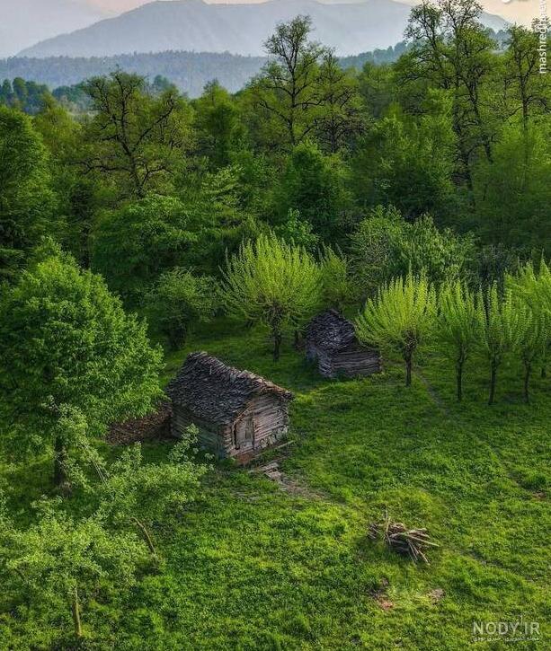 جدیدترین عکس های چمنزار جدیدترین عکس های چمنزار