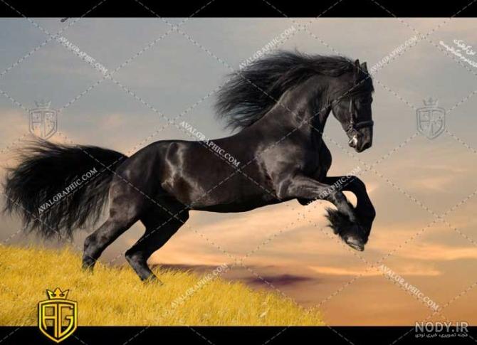 عکس اسب تک شاخ سیاه و سفید عکس اسب تک شاخ سیاه و سفید