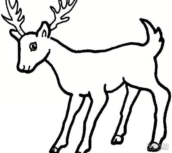 عکس حیوانات برای نقاشی