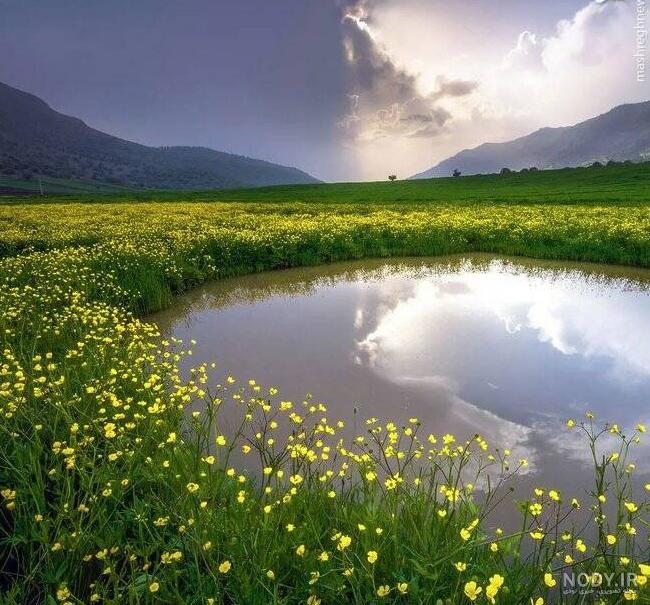 عکس زیبا از چمنزار عکس زیبا از چمنزار