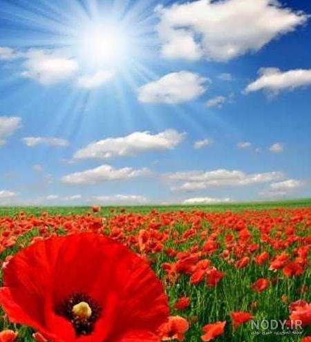 عکس زیبای چمنزار عکس زیبای چمنزار