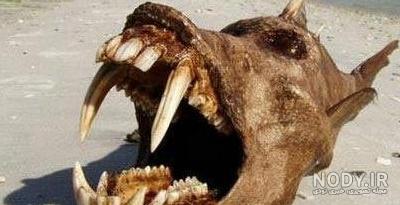 عکس غول ترسناک واقعی