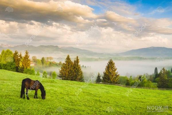 منظره علفزار با چمنزارهای سبز گلها تپه ها و خورشید 1516384 منظره علفزار با چمنزارهای سبز گلها تپه ها و خورشید 1516384