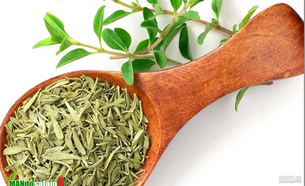 آویشن شیرازی، گیاهی با خواص و فواید دارویی شگفت انگیز | جهان شیمی ... آویشن شیرازی، گیاهی با خواص و فواید دارویی شگفت انگیز | جهان شیمی ...