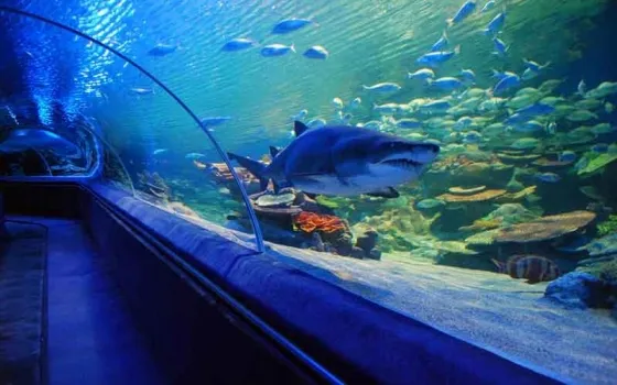 آکواریوم استانبول | Aquarium | بیسان گشت آکواریوم استانبول | Aquarium | بیسان گشت