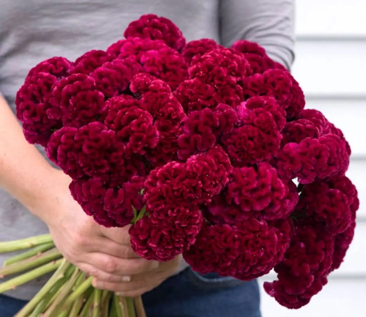 بامزه عکس سگ خنده دار بامزه عکس سگ خنده دار