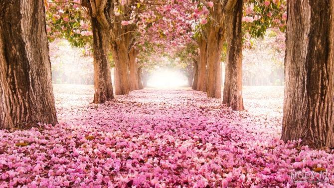 تصویر طبیعت زیبا برای پروفایل