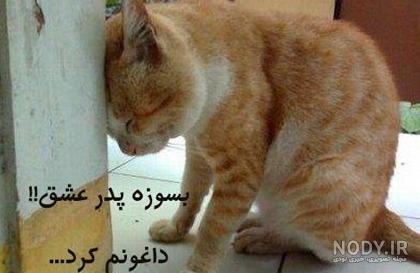 جالب ترین | عکسهای جالب از سراسر دنیا
