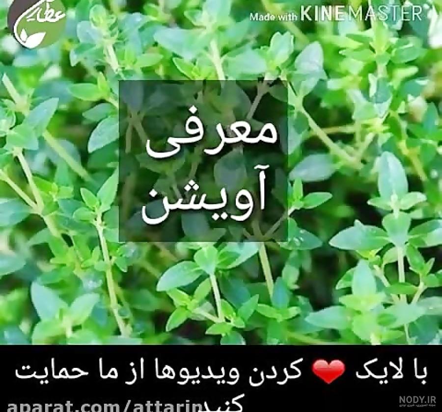 خواص آویشن - با این شش خاصیت گیاه آویشن و دمنوش آویشن آشنا شوید خواص آویشن - با این شش خاصیت گیاه آویشن و دمنوش آویشن آشنا شوید