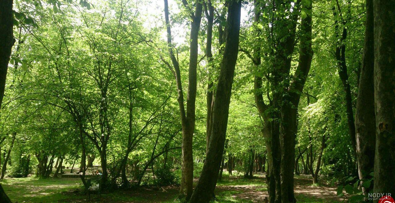 طبیعت زیبای جنگل گلستان + تصاویر طبیعت زیبای جنگل گلستان + تصاویر