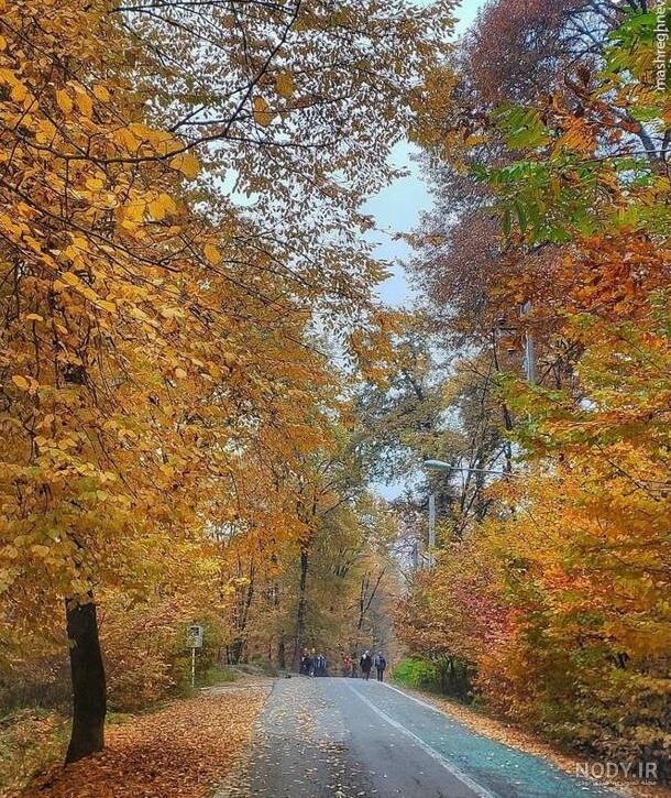 طبیعت زیبای جنگل گلستان + تصاویر طبیعت زیبای جنگل گلستان + تصاویر