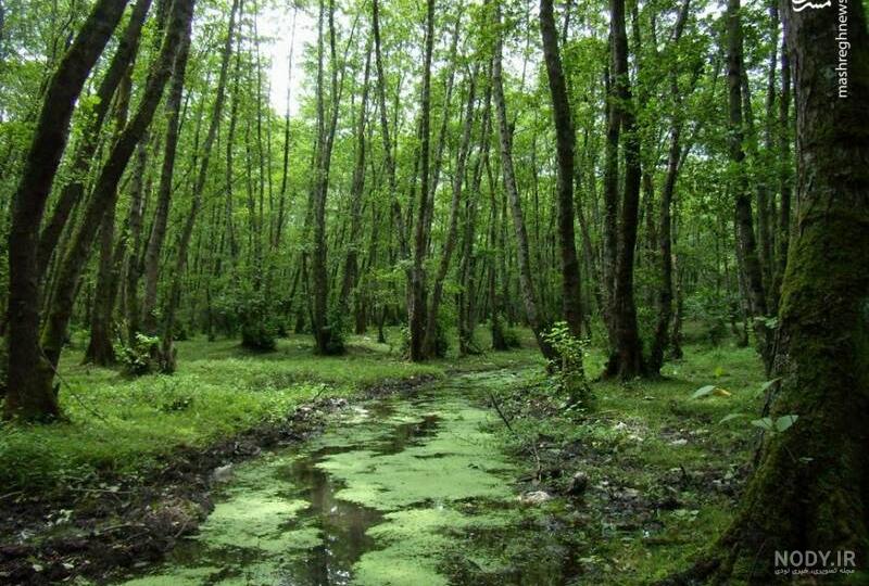 طبیعت زیبای پارک جنگلی گیسوم +تصاویر طبیعت زیبای پارک جنگلی گیسوم +تصاویر