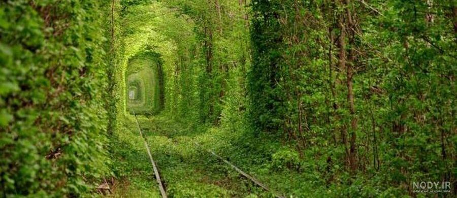 عکس از طبیعت جنگل عکس از طبیعت جنگل
