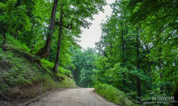 عکس از طبیعت جنگلی عکس از طبیعت جنگلی