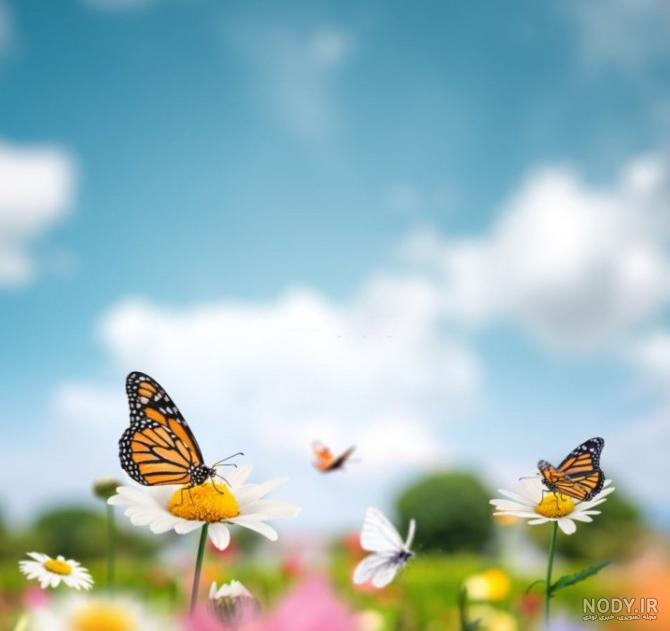 عکس بهار با متن زیبا
