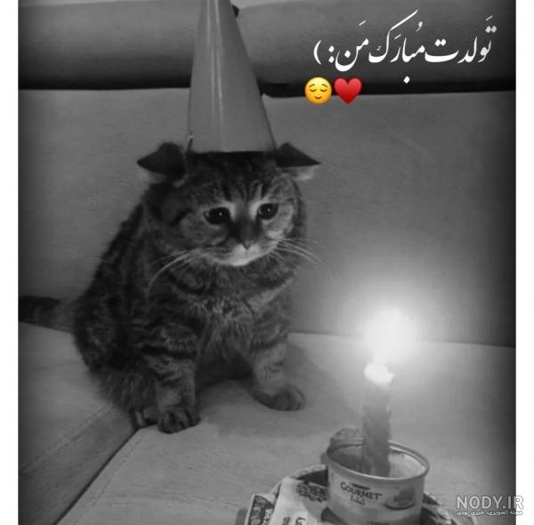 عکس تولد گربه غمگین