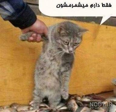 عکس جالب عکس جالب