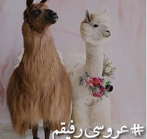 عکس های جالب و نوشته دار