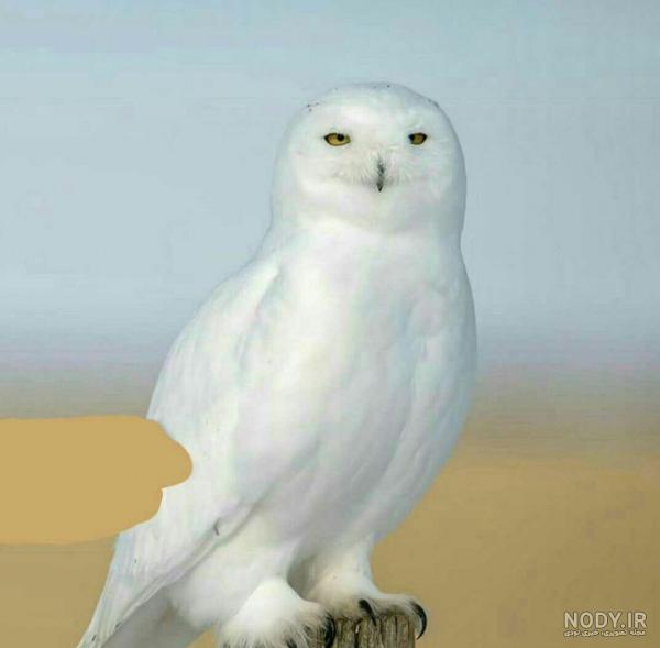 عکس جغد شاخدار