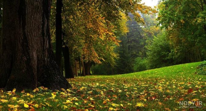 عکس طبیعت جنگل عکس طبیعت جنگل
