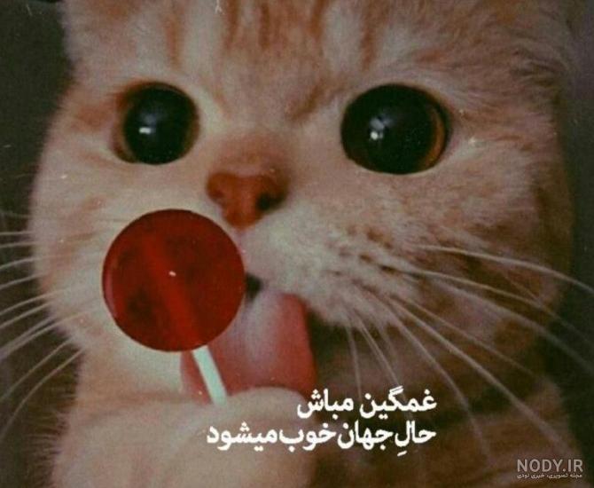 عکس غمگین گربه سیاه