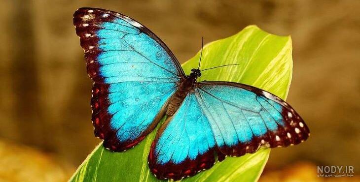 عکس پروانه صورتی برای پروفایل