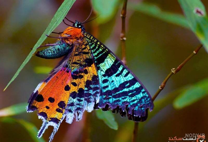 عکس پروانه ها روی سنگ