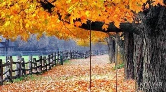 عکس پروفایل پاییزی؛ عکس نوشته پاییزی زیبای عاشقانه و احساسی، متن ...