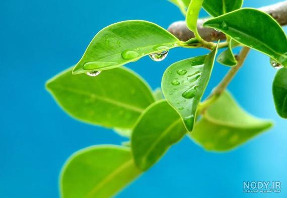 عکس گل خانگی طبیعی - عکس نودی عکس گل خانگی طبیعی - عکس نودی