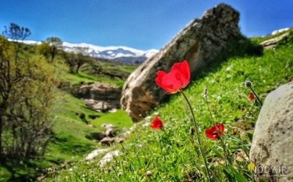 عکس گل گیاه طبیعی عکس گل گیاه طبیعی
