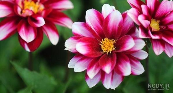 عکس گل و گیاه طبیعی عکس گل و گیاه طبیعی
