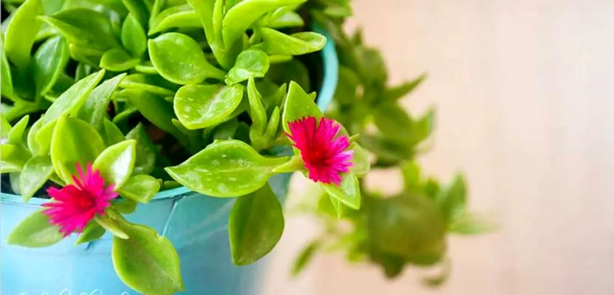 عکس گل گیاه طبیعی عکس گل گیاه طبیعی