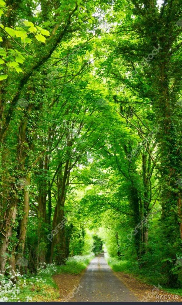 مشرق نیوز - عکس/ طبیعت زیبای جنگل دشت شاد مشرق نیوز - عکس/ طبیعت زیبای جنگل دشت شاد