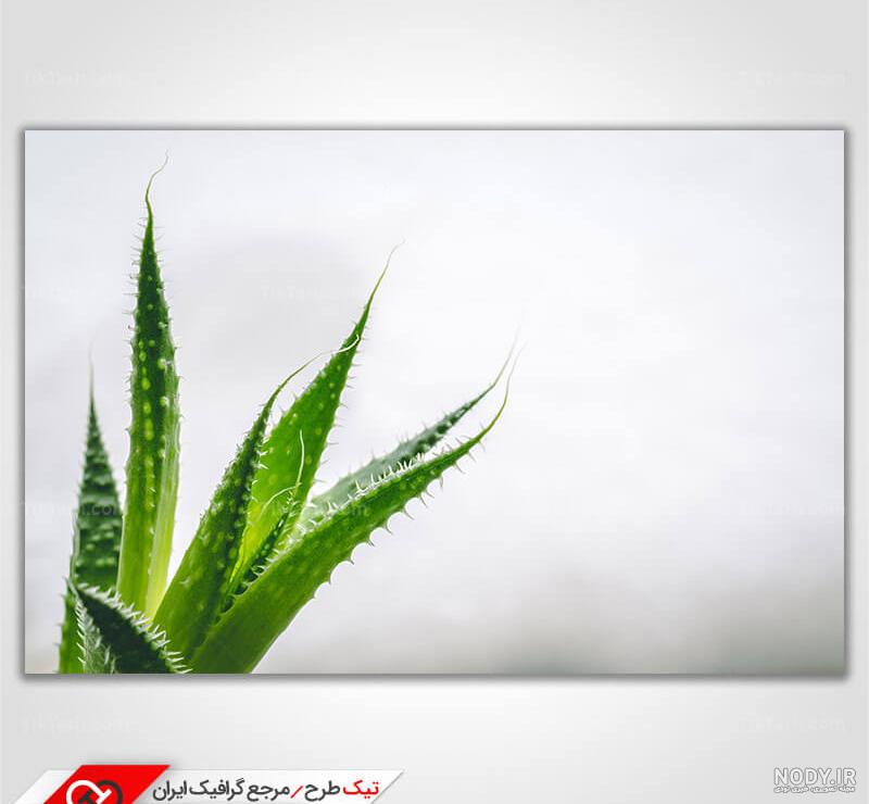 نقاشی کاکتوس با طرح های جالب و محبوب برای کودکان نقاشی کاکتوس با طرح های جالب و محبوب برای کودکان