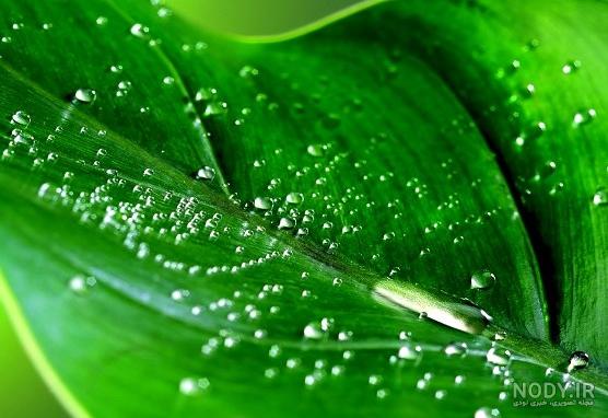 نکاتی برای جلوگیری از پوسیدگی گیاه + روش‌های برطرف کردن آن