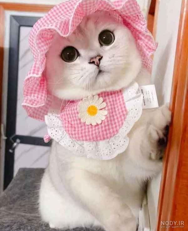 عکس بچه گربه های خوشگل عکس بچه گربه های خوشگل