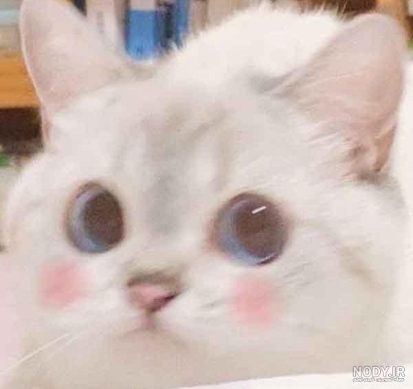 عکس بچه گربه خوشگل عکس بچه گربه خوشگل