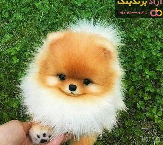 عکس سگ پشمالو کوچک عکس سگ پشمالو کوچک