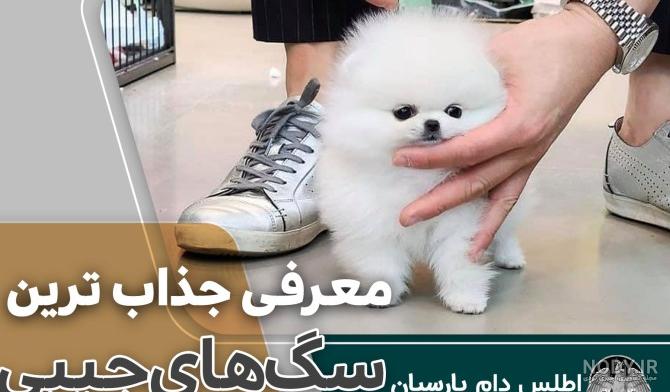 عکس سگ پشمالو کوچک - عکس نودی عکس سگ پشمالو کوچک - عکس نودی